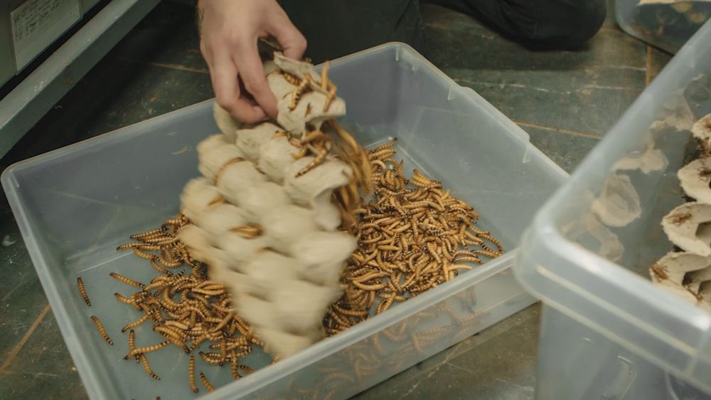 Hands arranging mushrooms and dried pasta ingredients in plastic storage containers on a prep table.