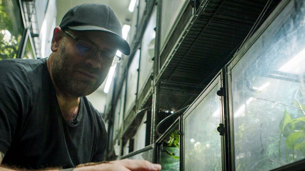 A person in a black hat tends to plants in a greenhouse with rows of lush greenery visible.