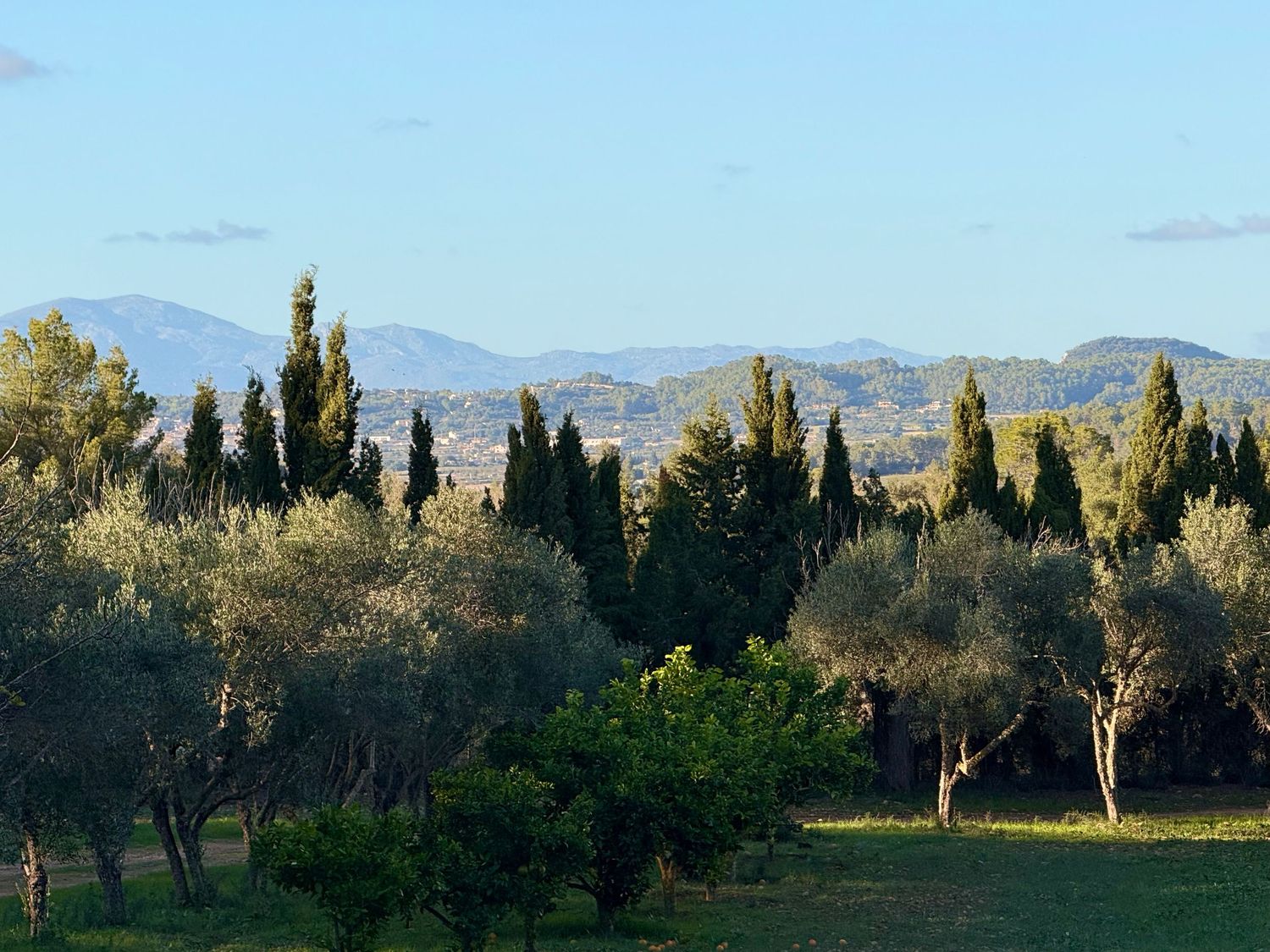 Panoramic mountain landscape with tall poplar trees lining a rural road against a blue sky background.