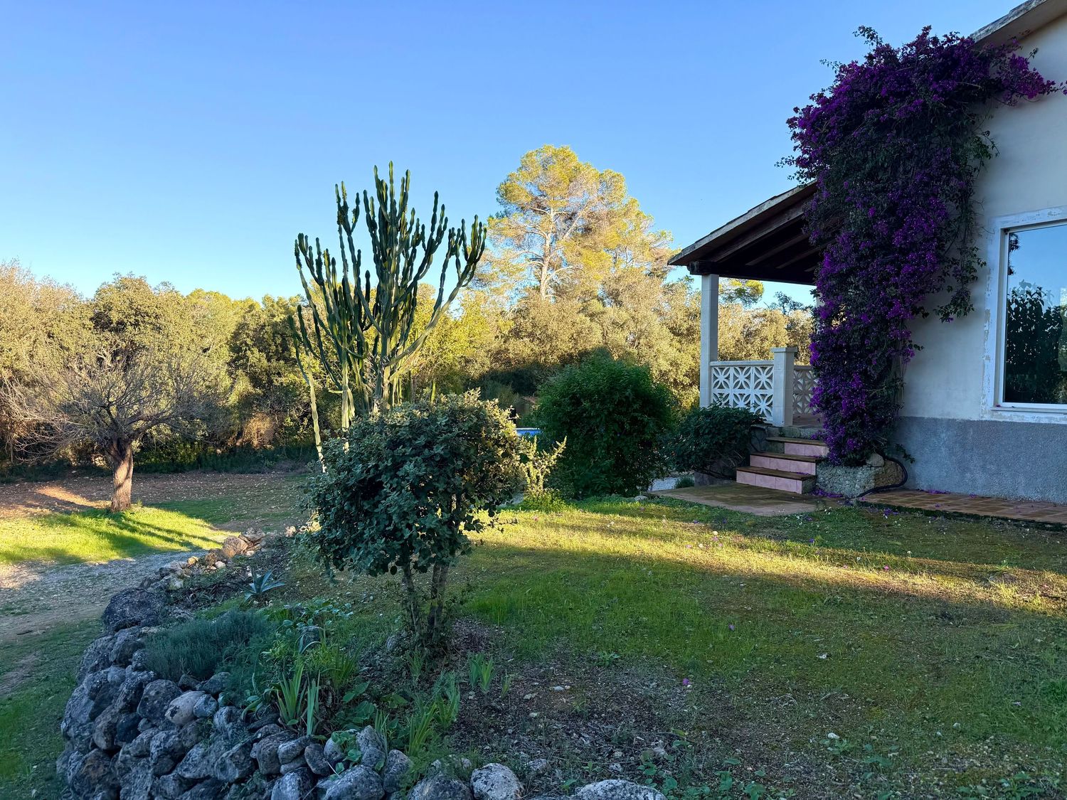 Charming house exterior with lush garden featuring tall cacti, purple flowering vines, and green lawn in sunlight.