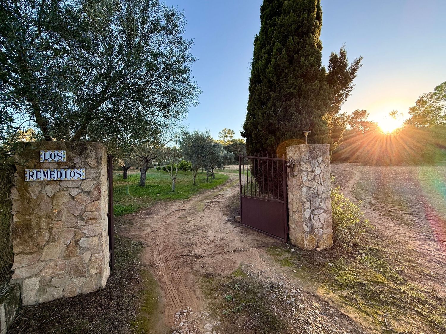 Rustic stone wall path winding through olive grove at sunset with golden sunlight filtering through trees.