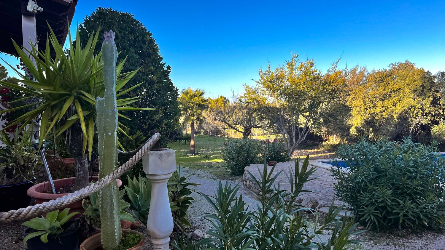 A panoramic view of a desert garden landscape with palm trees and cacti against a bright blue sky.