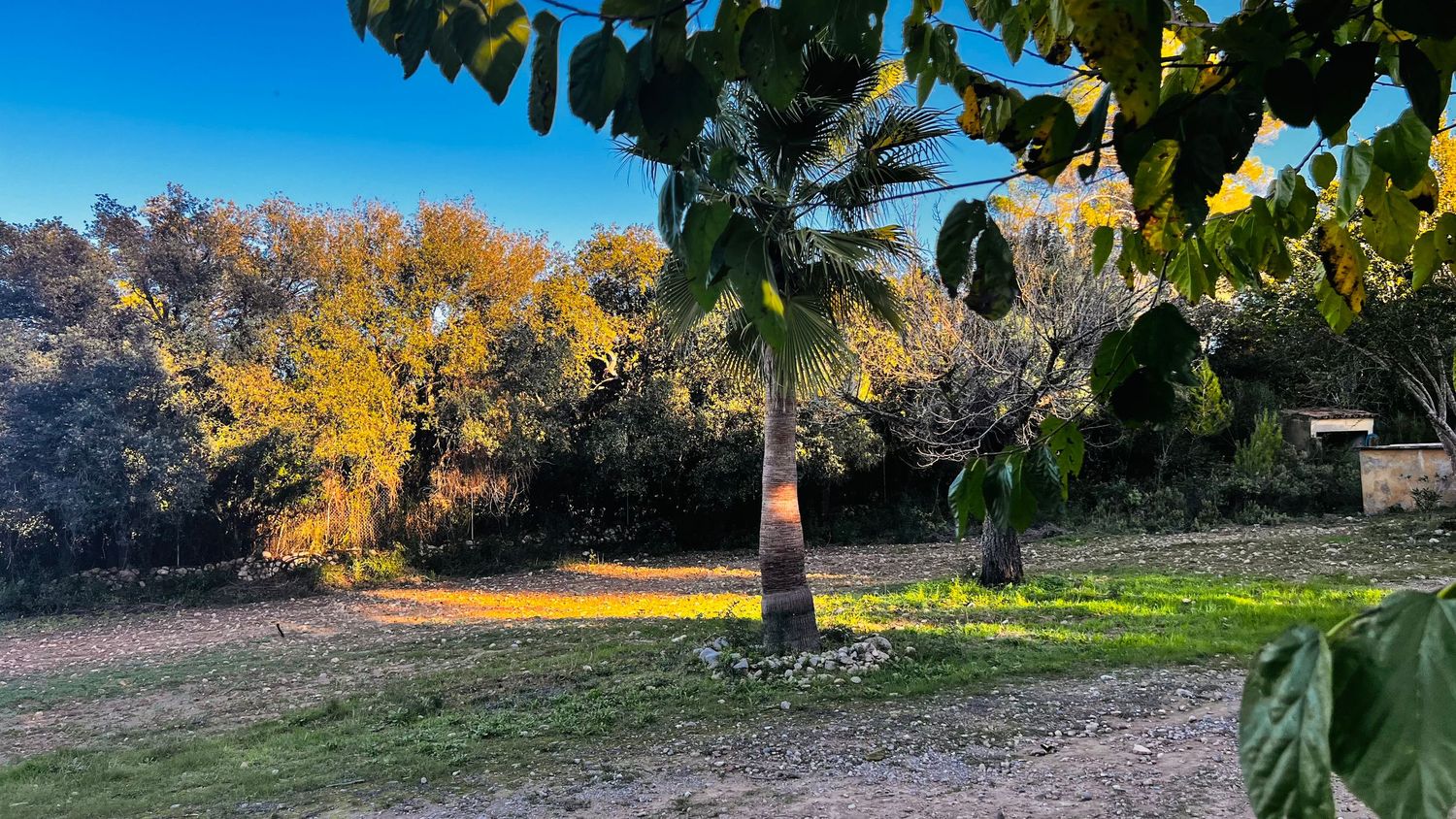 A scenic autumn landscape with golden trees and foliage stretching across a panoramic view in natural lighting.