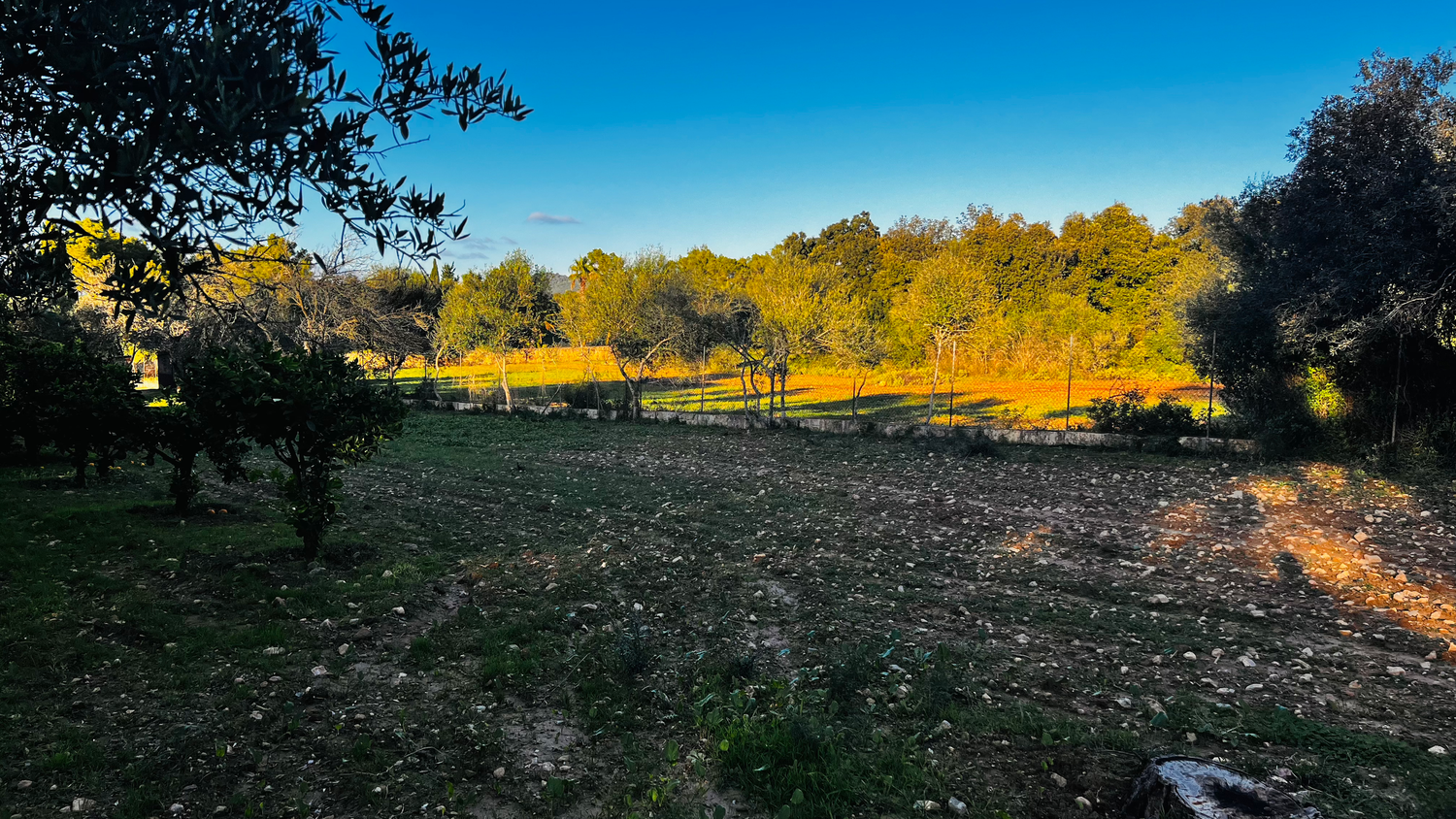 Panoramic view of a rolling hillside landscape with golden autumn trees and green grass under a blue sky.