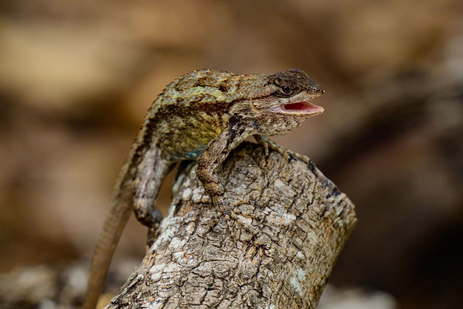 Wildlife: Texas Spiny Lizard
Hugh Ramsey Nature Park
Harlingen,TX