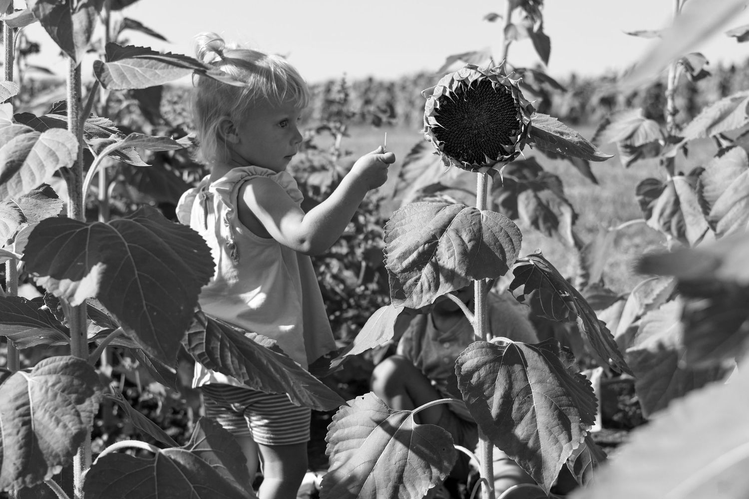 Black and white lifestyle photo of a young girl exploring sunflower field during a Kansas family session.