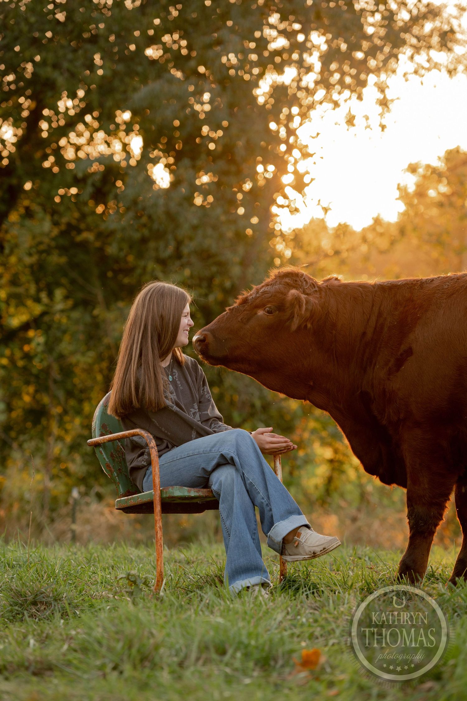 A friendly brown cow nuzzles someone sitting in a wooden chair at sunset.