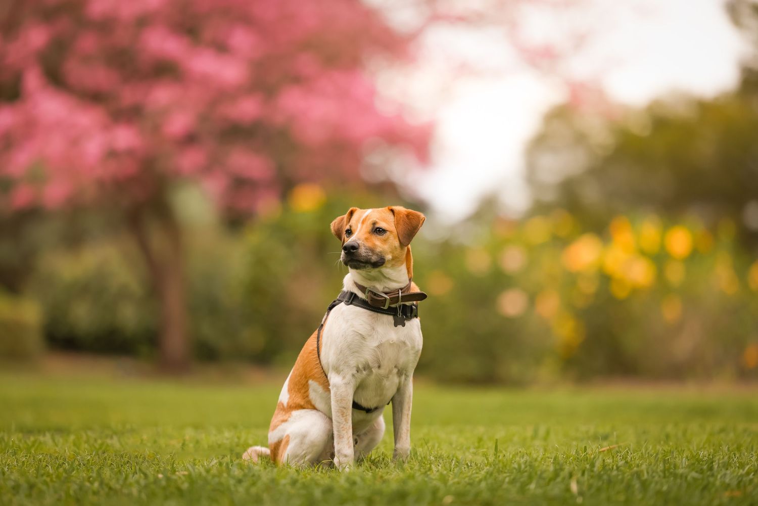 Brown and White Jack Russel mix wearing a black harness and brown leather collar, sits in front of a large pink tree