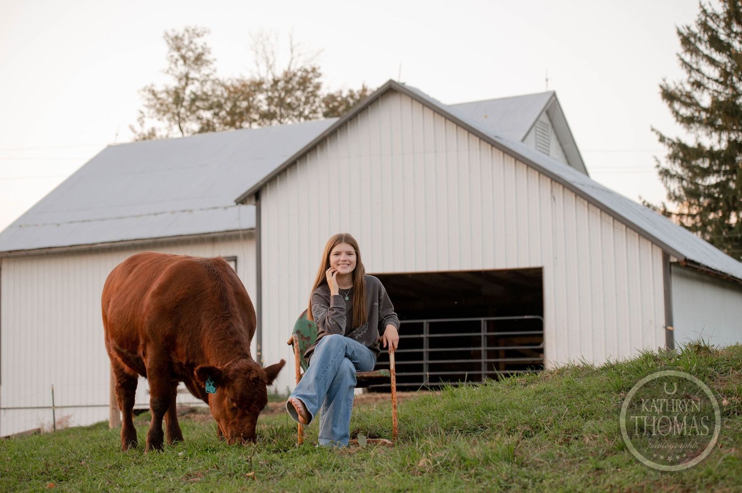 A brown cow grazes while someone sits on a crate near a large white barn.