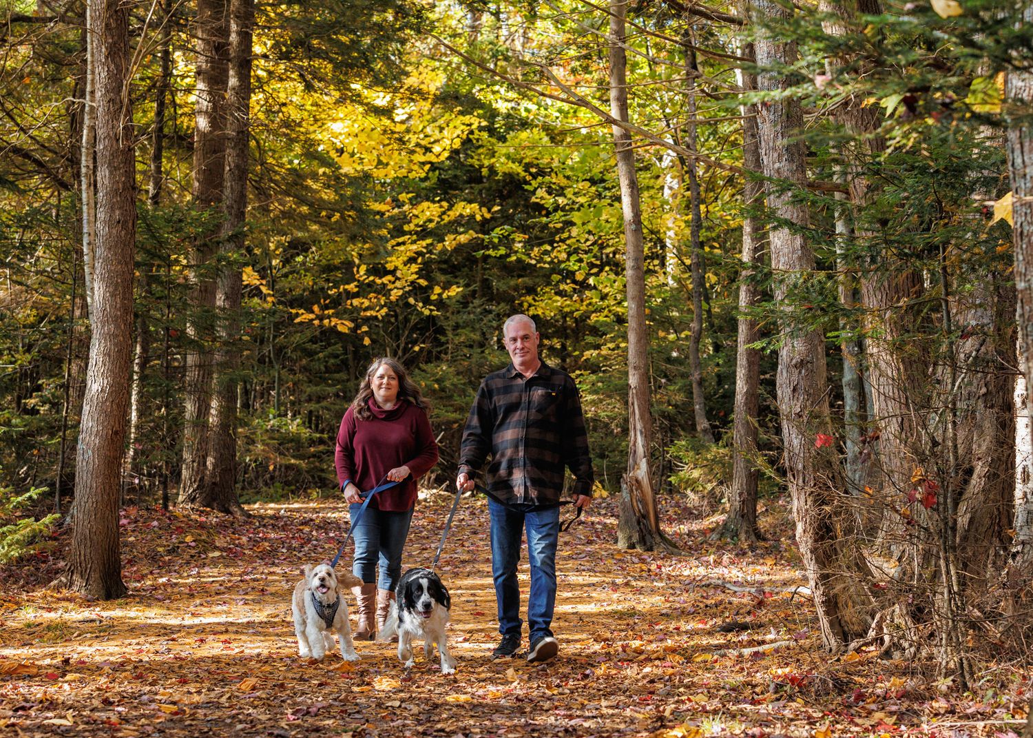 A scenic autumn forest path with fallen leaves and people walking dogs through the wooded trail.