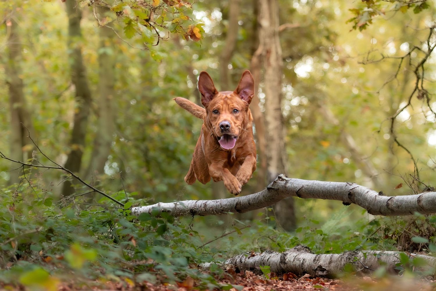 Red Labrador dog jumping over a fallen birch log in an autumn forest setting in Gainsborough Lincolnshire