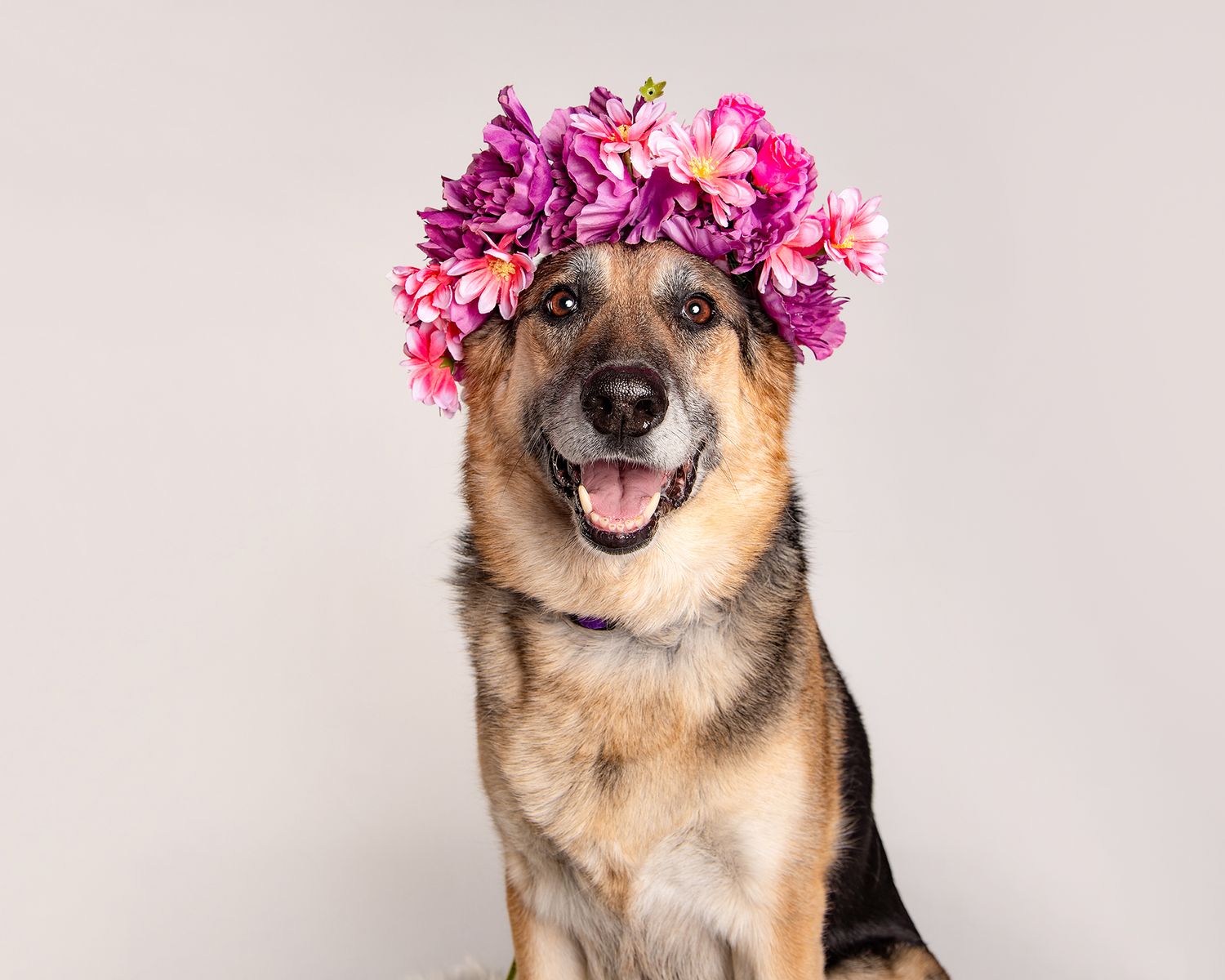 German Shepherd with Flower Crown at Tripdog Photography Portrait Studio on a white background