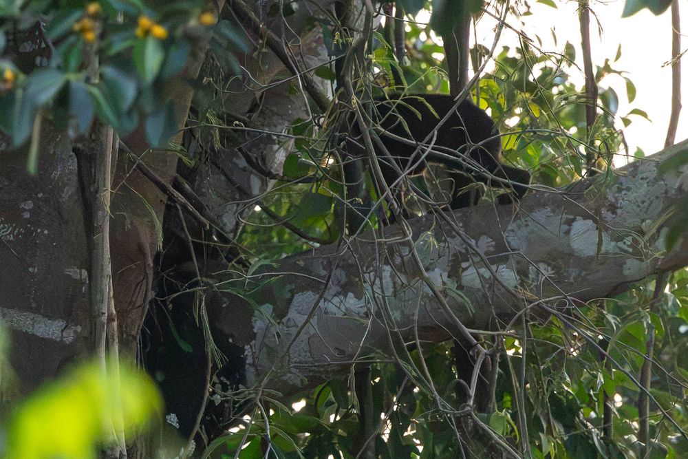 Asian black bear climbing among large tree branches with dappled sunlight in a dense tropical forest.