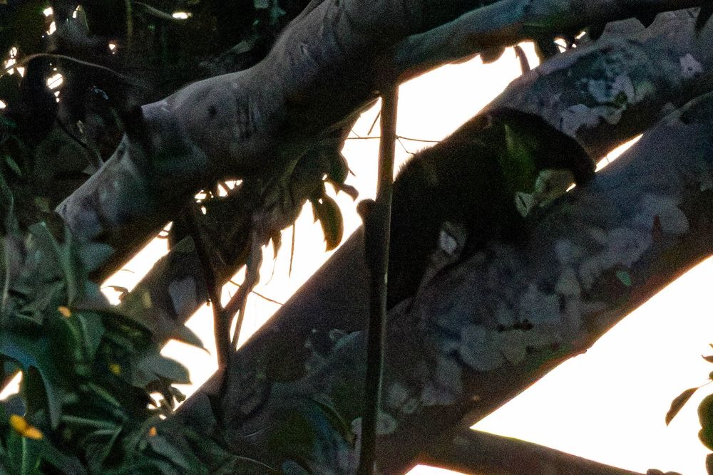 Asian black bear climbing among large tree branches with dappled sunlight in a dense tropical forest.