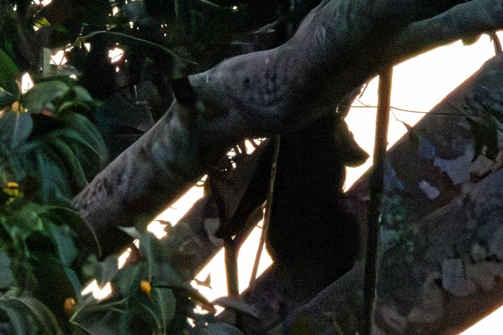 Asian black bear climbing among large tree branches with dappled sunlight in a dense tropical forest.