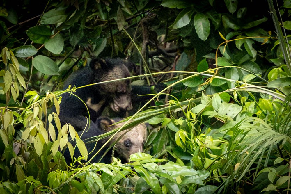 A young Asiatic Black Bear hidden among dense foliage in tropical rainforest.