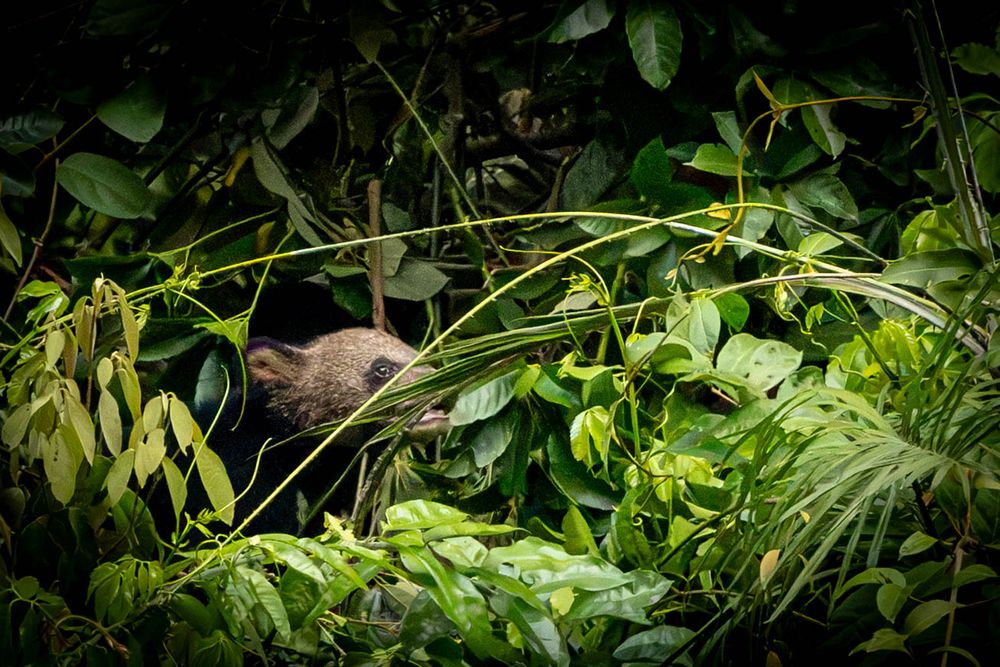 A young Asiatic Black Bear hidden among dense foliage in tropical rainforest.