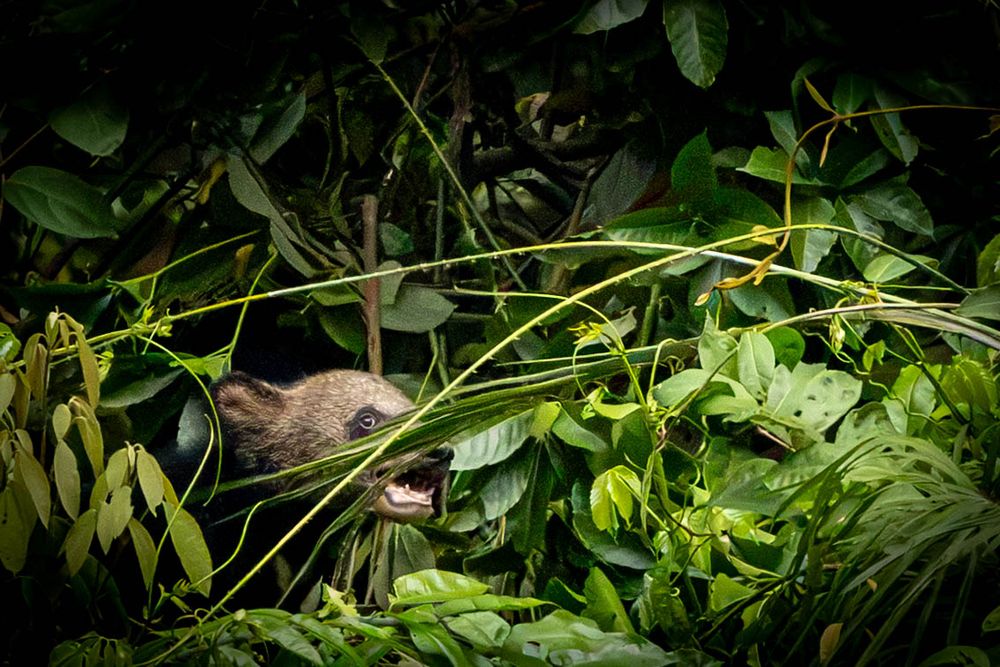 A young Asiatic Black Bear hidden among dense foliage in tropical rainforest.