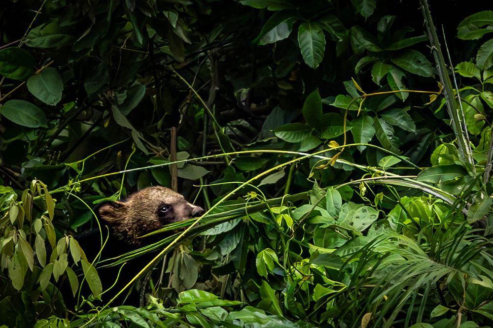 A young Asiatic Black Bear hidden among dense foliage in tropical rainforest.