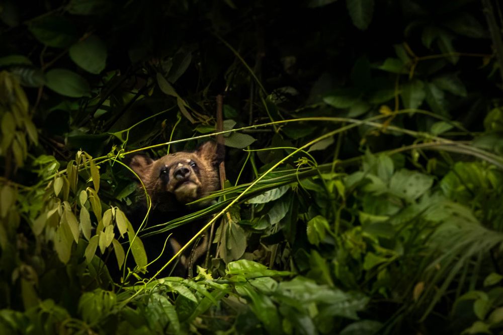 A young Asiatic Black Bear hidden among dense foliage in tropical rainforest.