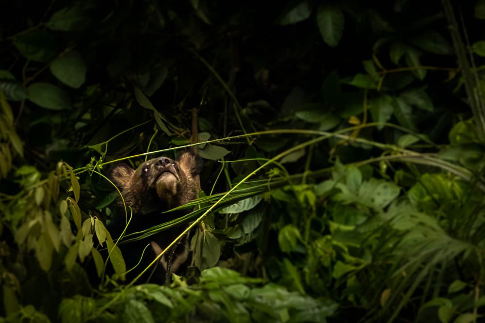 A young Asiatic Black Bear hidden among dense foliage in tropical rainforest.