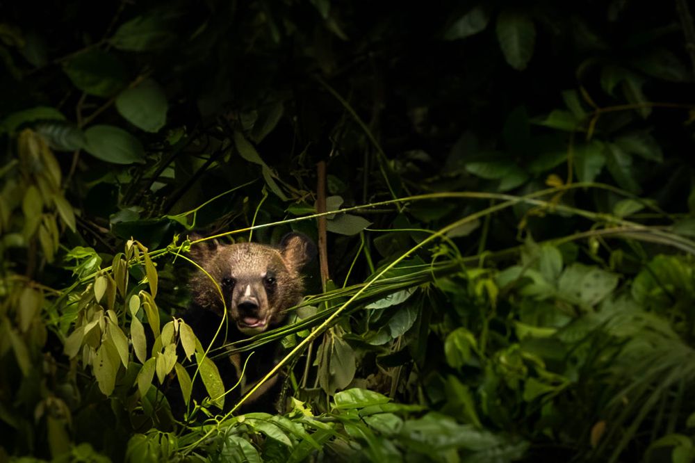 A young Asiatic Black Bear hidden among dense foliage in tropical rainforest.