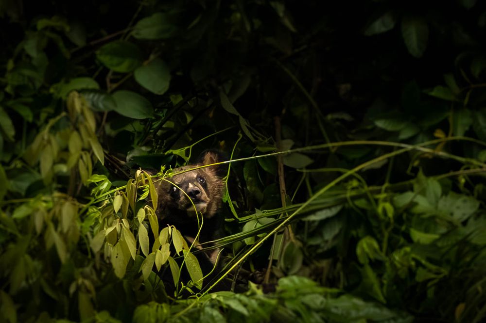 A young Asiatic Black Bear hidden among dense foliage in tropical rainforest.