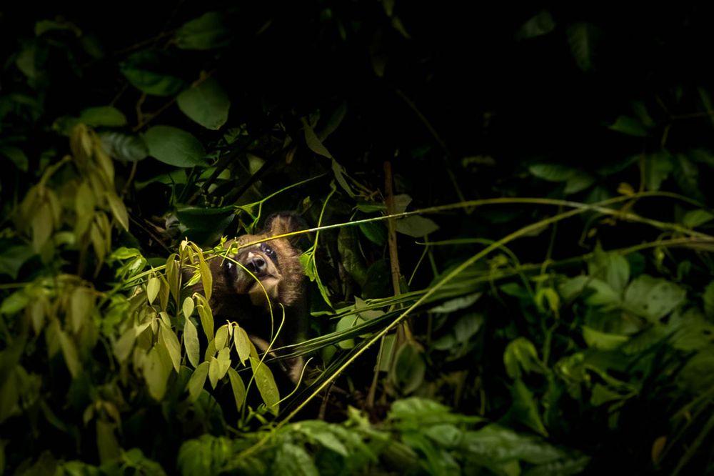 A young Asiatic Black Bear hidden among dense foliage in tropical rainforest.