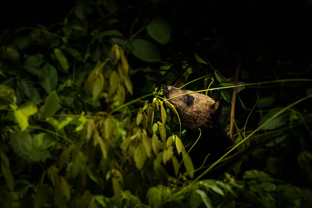 A young Asiatic Black Bear hidden among dense foliage in tropical rainforest.