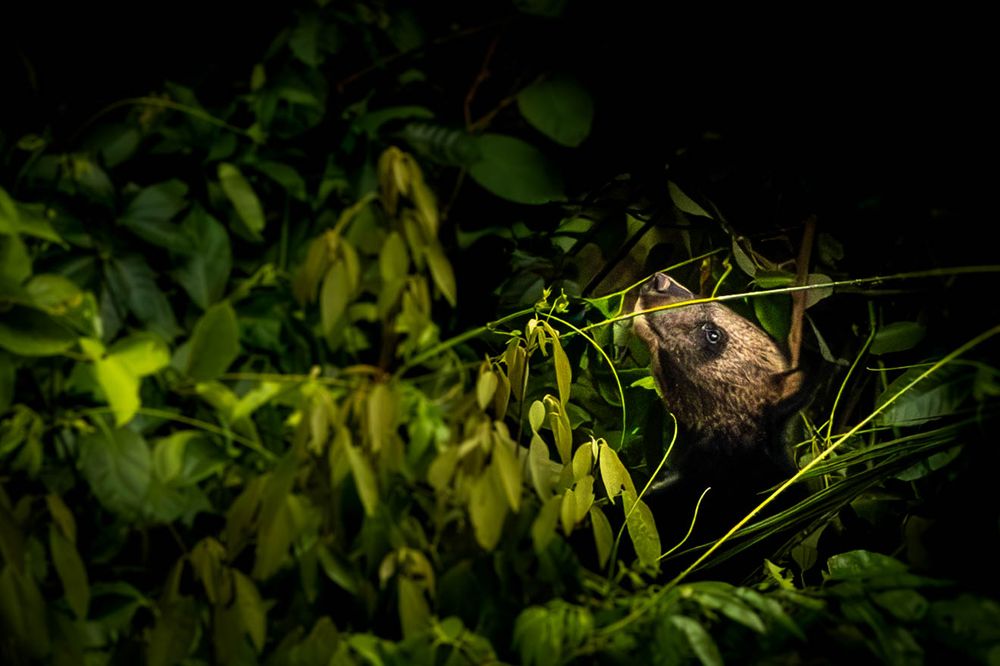 A young Asiatic Black Bear hidden among dense foliage in tropical rainforest.