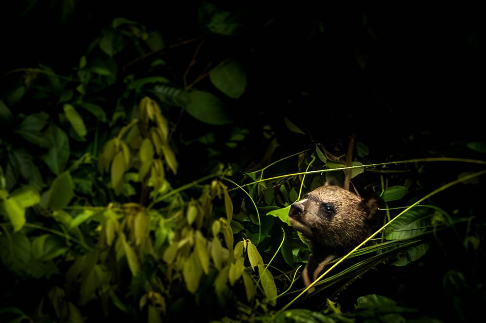 A young Asiatic Black Bear hidden among dense foliage in tropical rainforest.