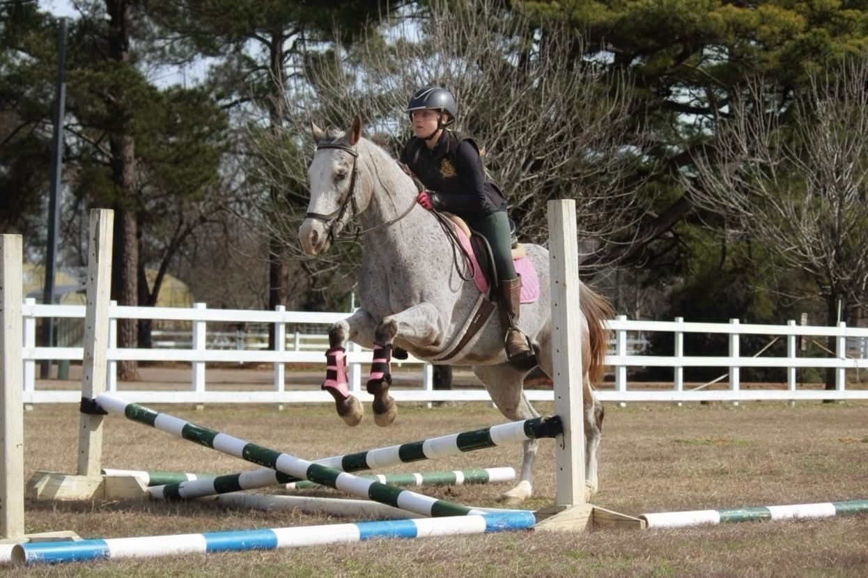 AC jumping cross rails with Gertie.