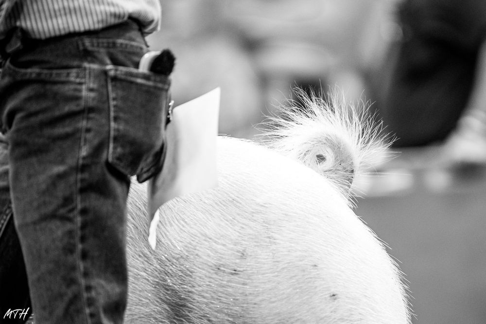 A fluffy white dog with spiky fur stands next to someone wearing jeans in this black and white photograph.