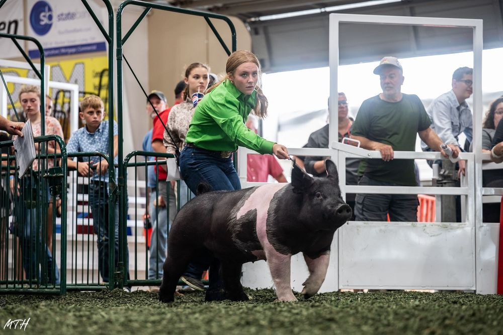 Youth in green shirt guides a black and white pig around an indoor show ring at a livestock competition.