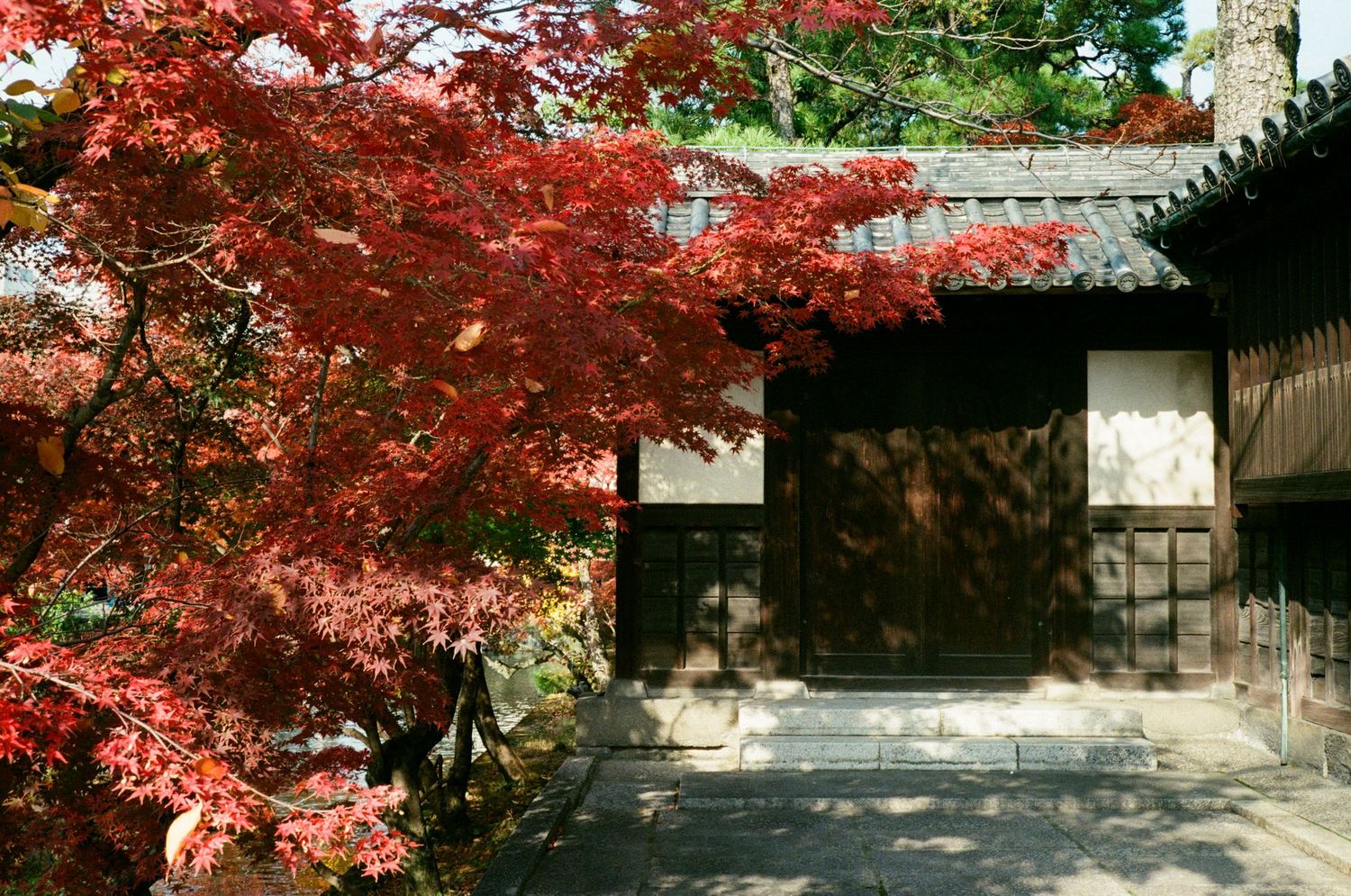 Vibrant red Japanese maple trees frame a traditional wooden temple building in autumn scenery.