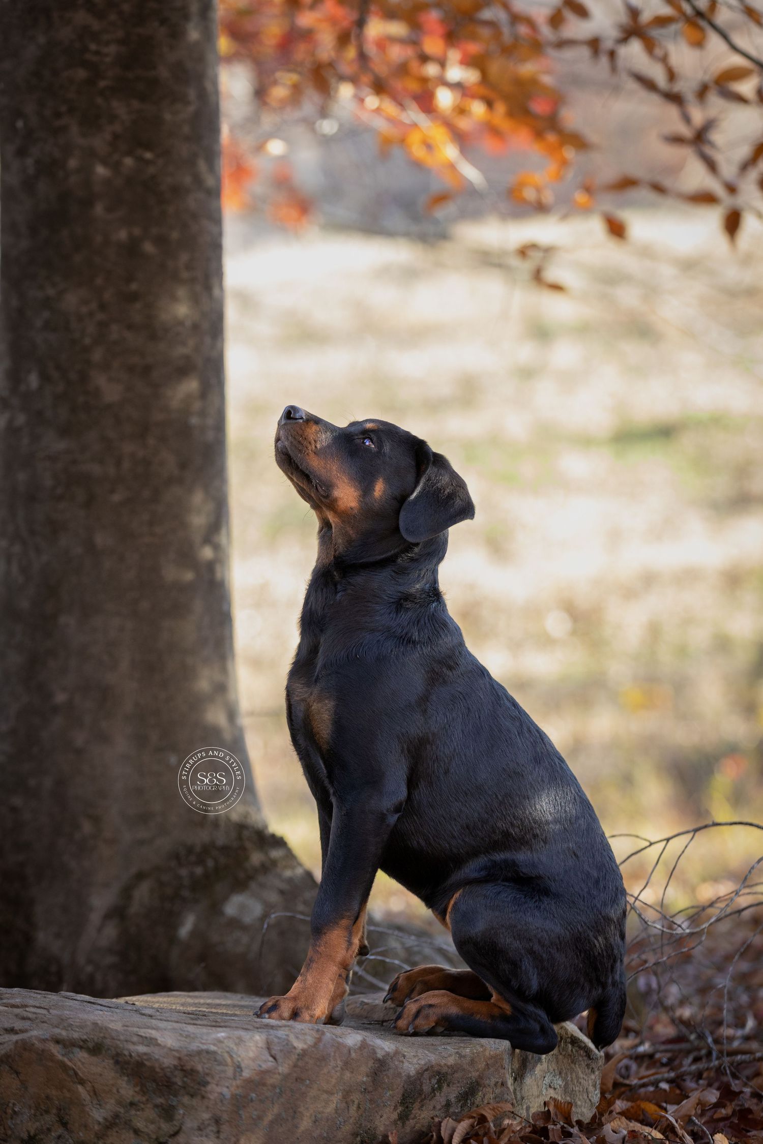 A dog posing for camera