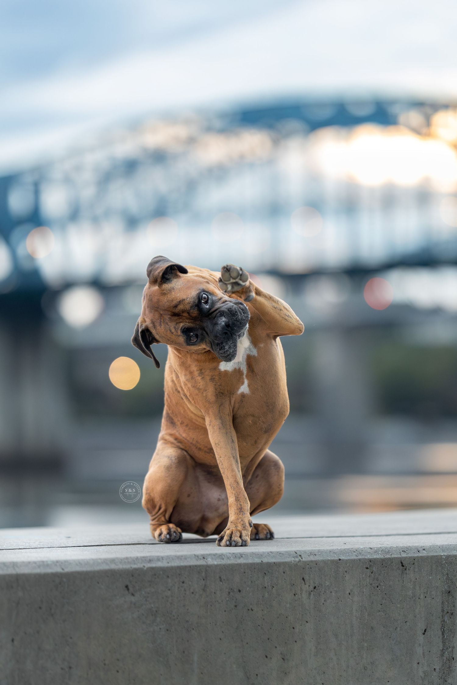 A dog posing for camera
