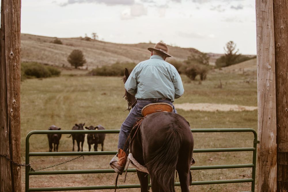 Wooden fence posts frame rolling hills with cattle grazing in the distance.