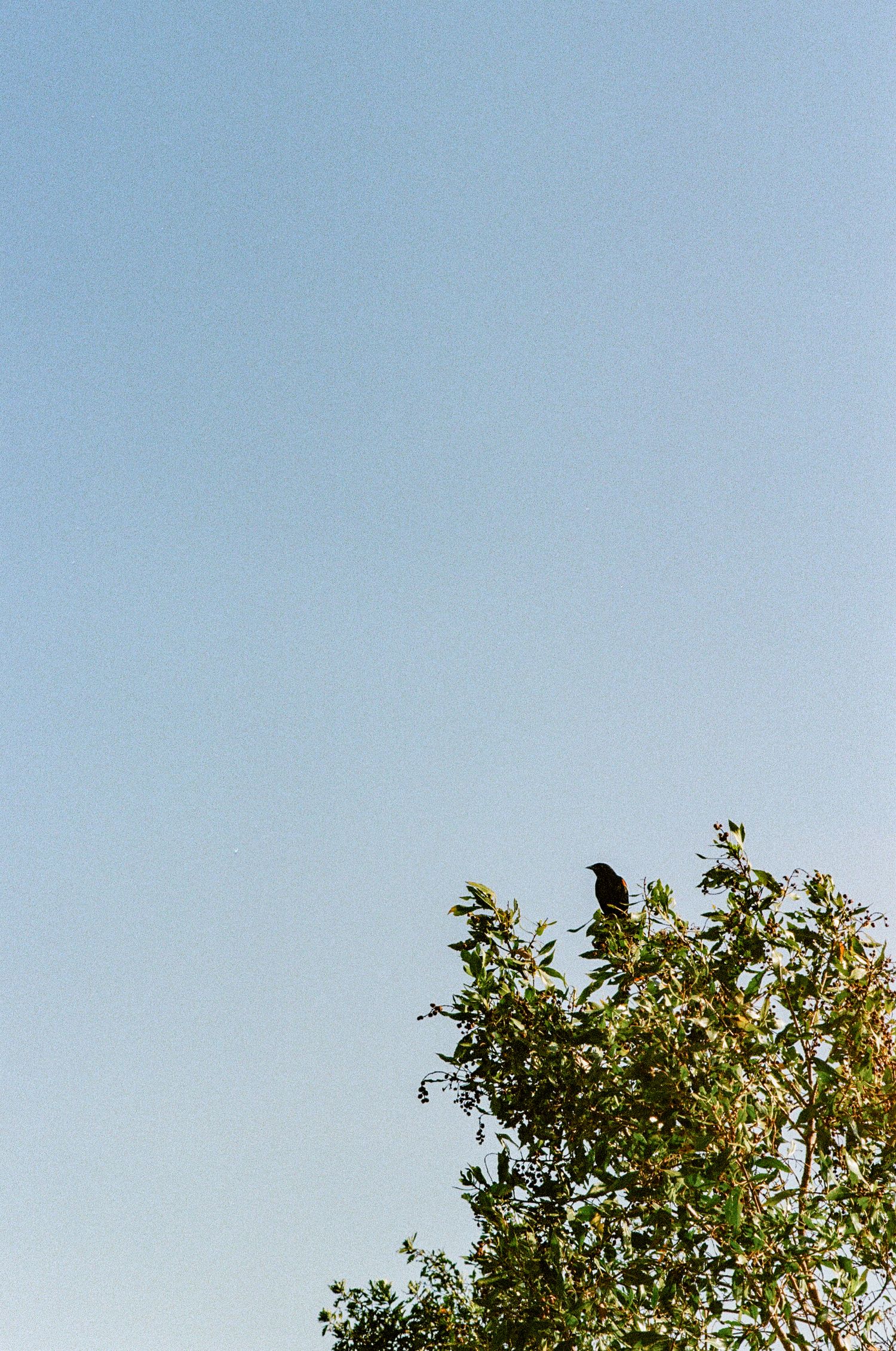 A black bird perches atop a green tree against a clear blue sky on a sunny day.