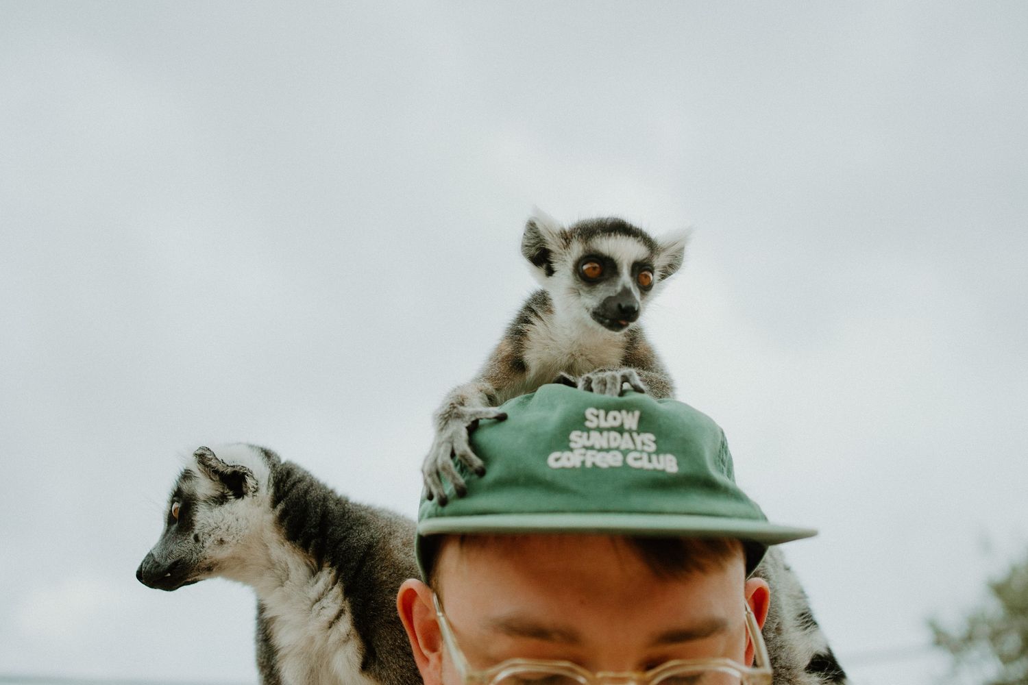 A small lemur perches atop a green baseball cap while another lemur peers from the side against an overcast sky.