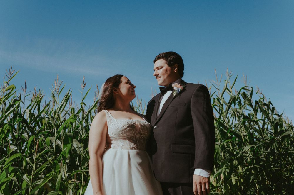 Wedding couple embraces near towering corn stalks against bright blue sky.