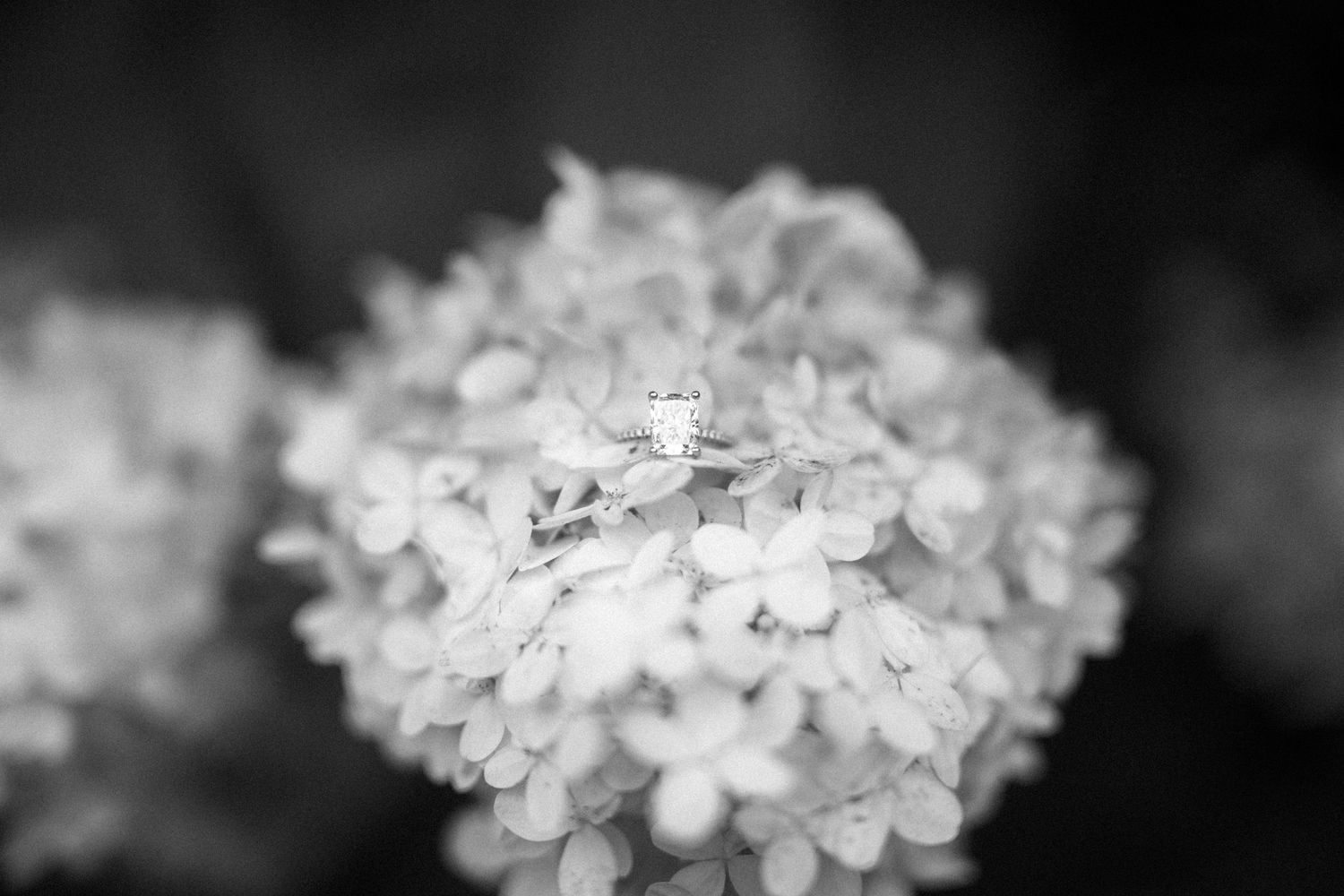 Close-up black and white macro photograph shows delicate hydrangea flower cluster with soft blurred background.
