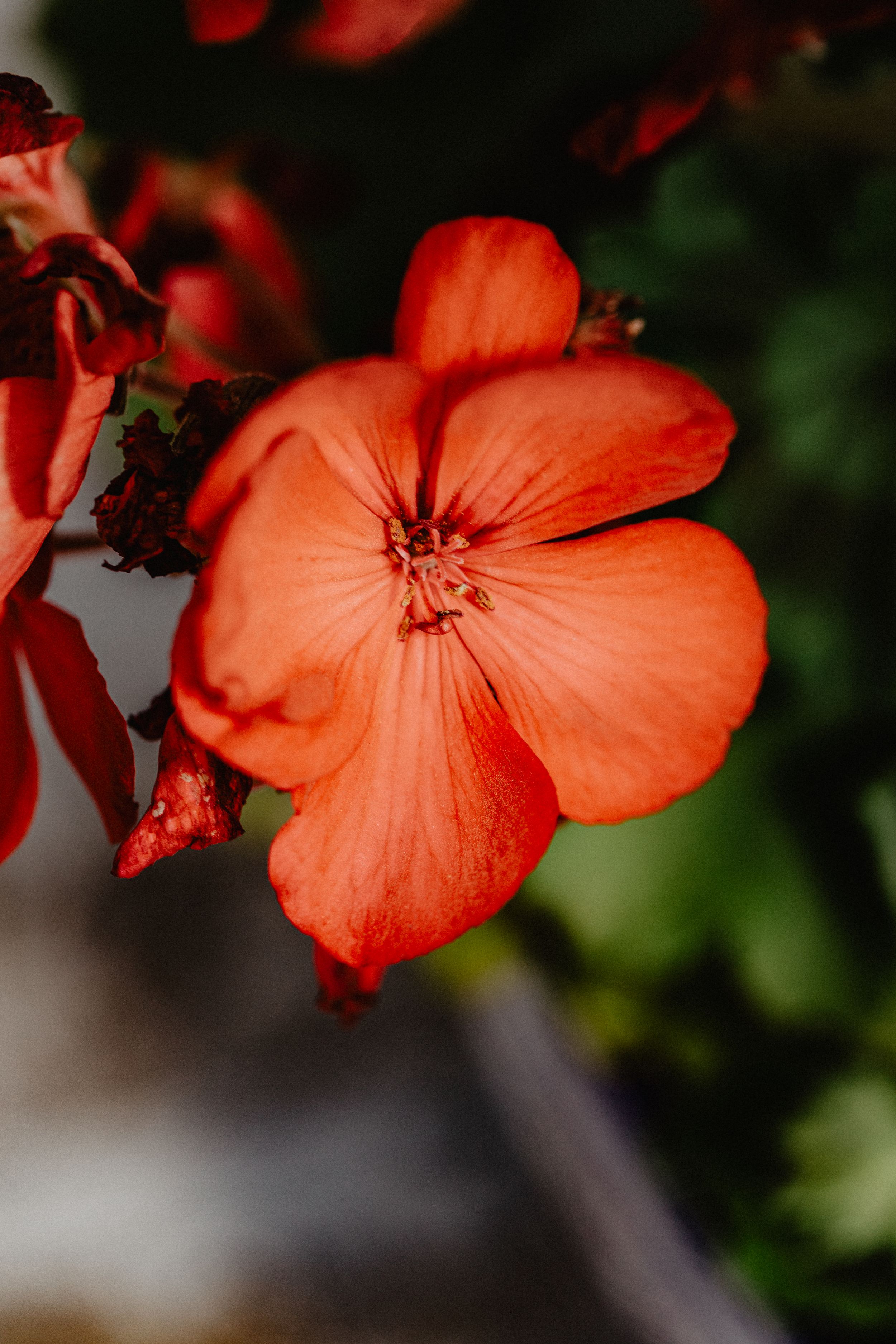 Travel Photographer in Panama City Florida. Nature photos in the Florida Panhandle: Beaches, Bayou, Natural Springs, Skies, Plants, and more