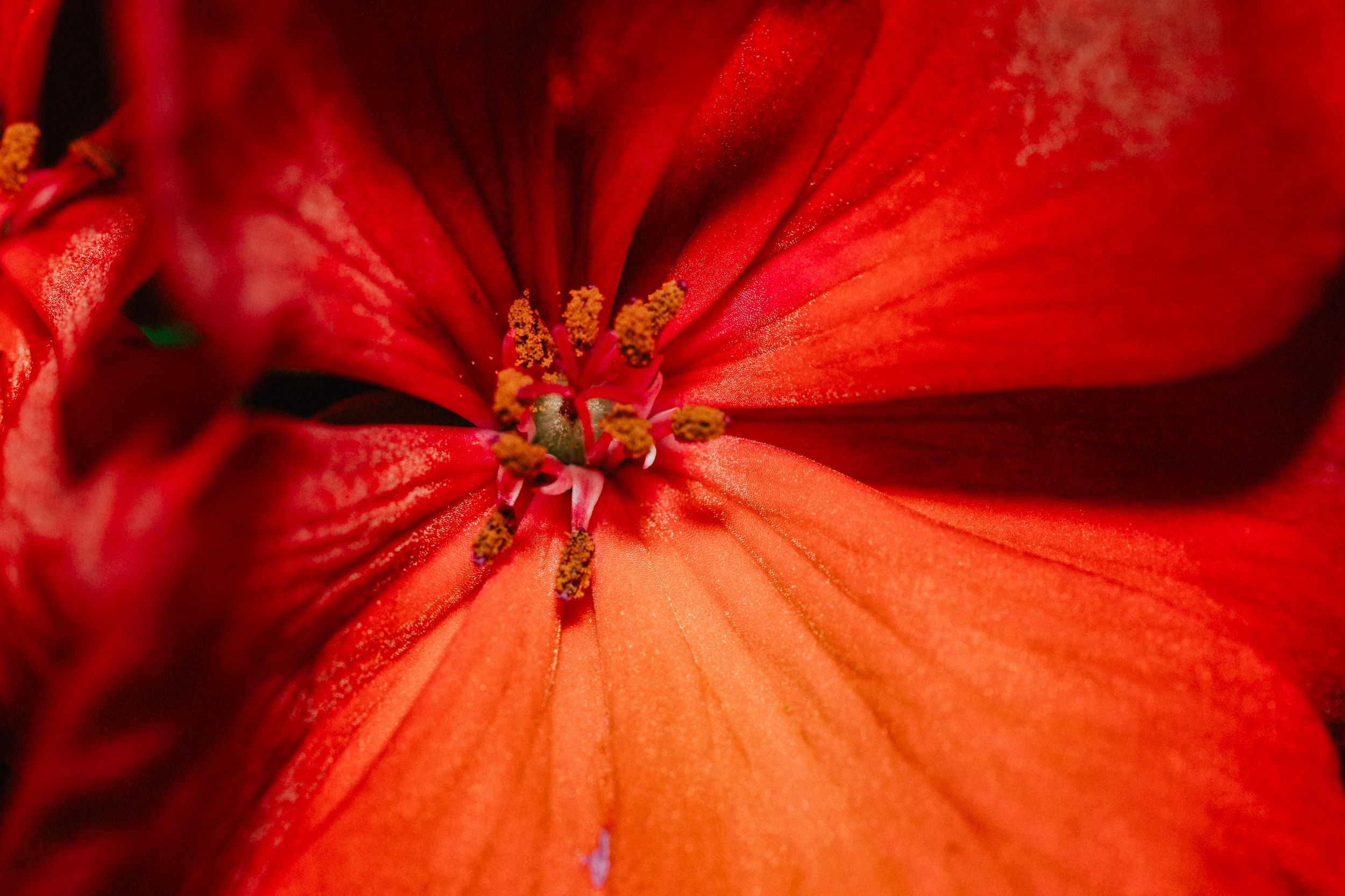 Travel Photographer in Panama City Florida. Nature photos in the Florida Panhandle: Beaches, Bayou, Natural Springs, Skies, Plants, and more