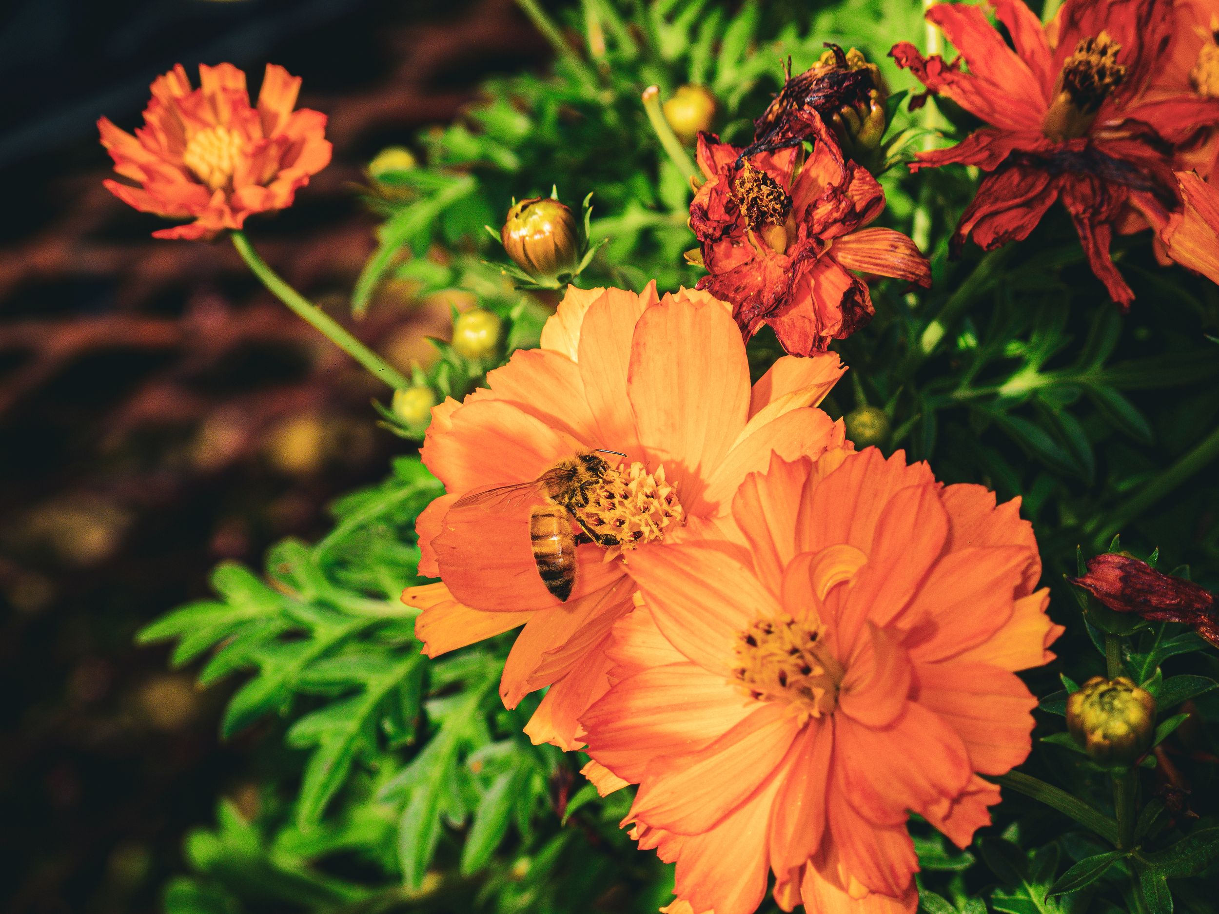 Travel Photographer in Panama City Florida. Nature photos in the Florida Panhandle: Beaches, Bayou, Natural Springs, Skies, Plants, and more