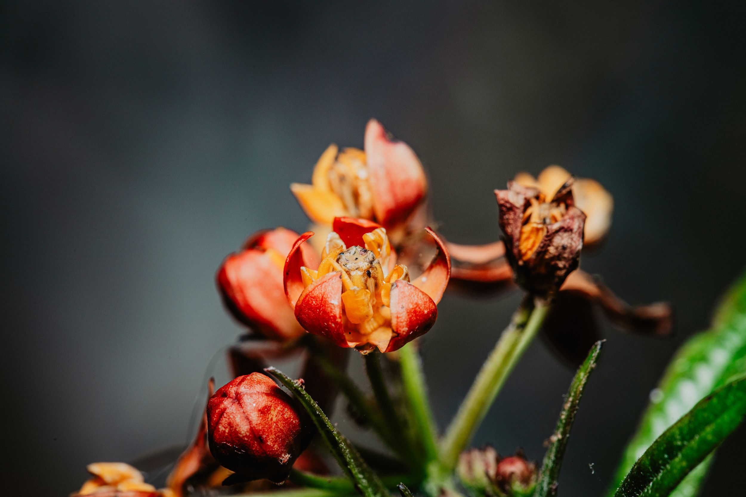 Travel Photographer in Panama City Florida. Nature photos in the Florida Panhandle: Beaches, Bayou, Natural Springs, Skies, Plants, and more
