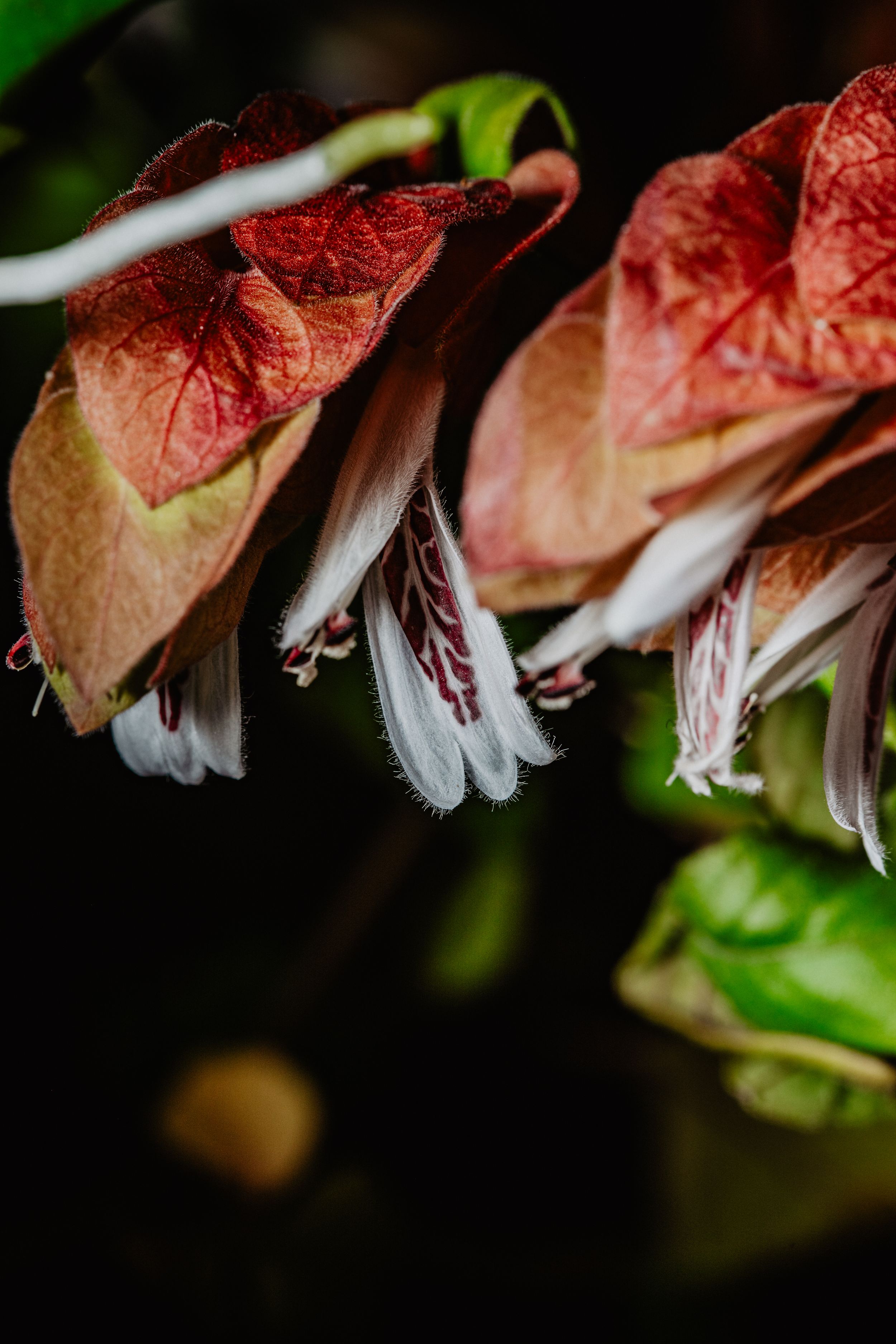 Travel Photographer in Panama City Florida. Nature photos in the Florida Panhandle: Beaches, Bayou, Natural Springs, Skies, Plants, and more