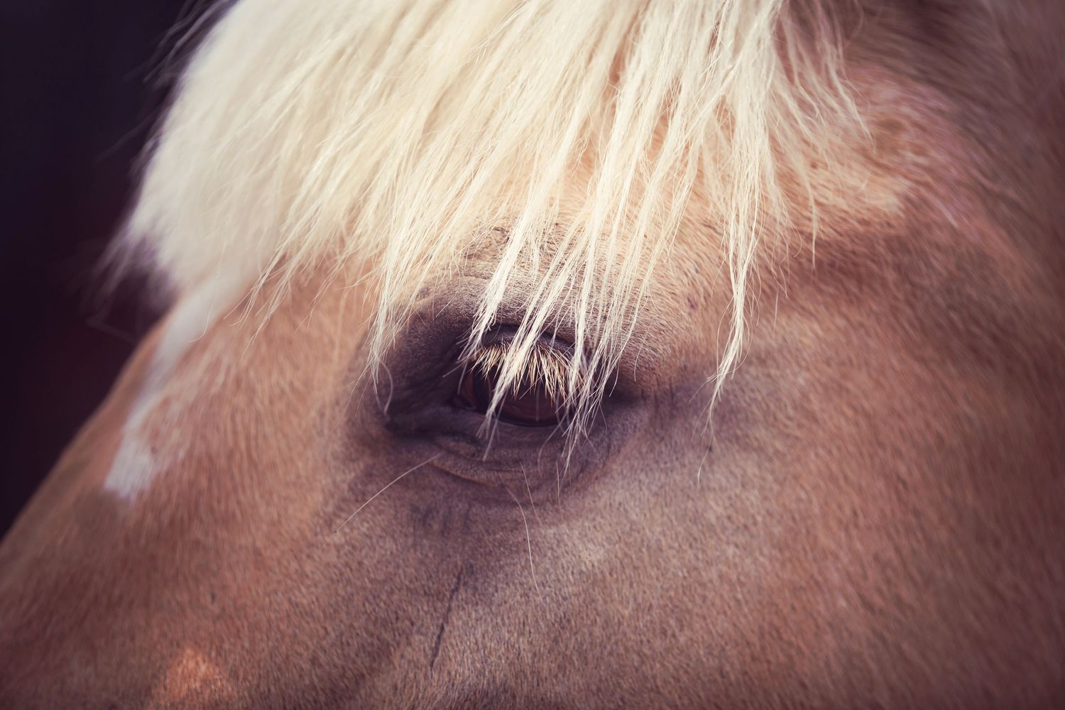 head of horse