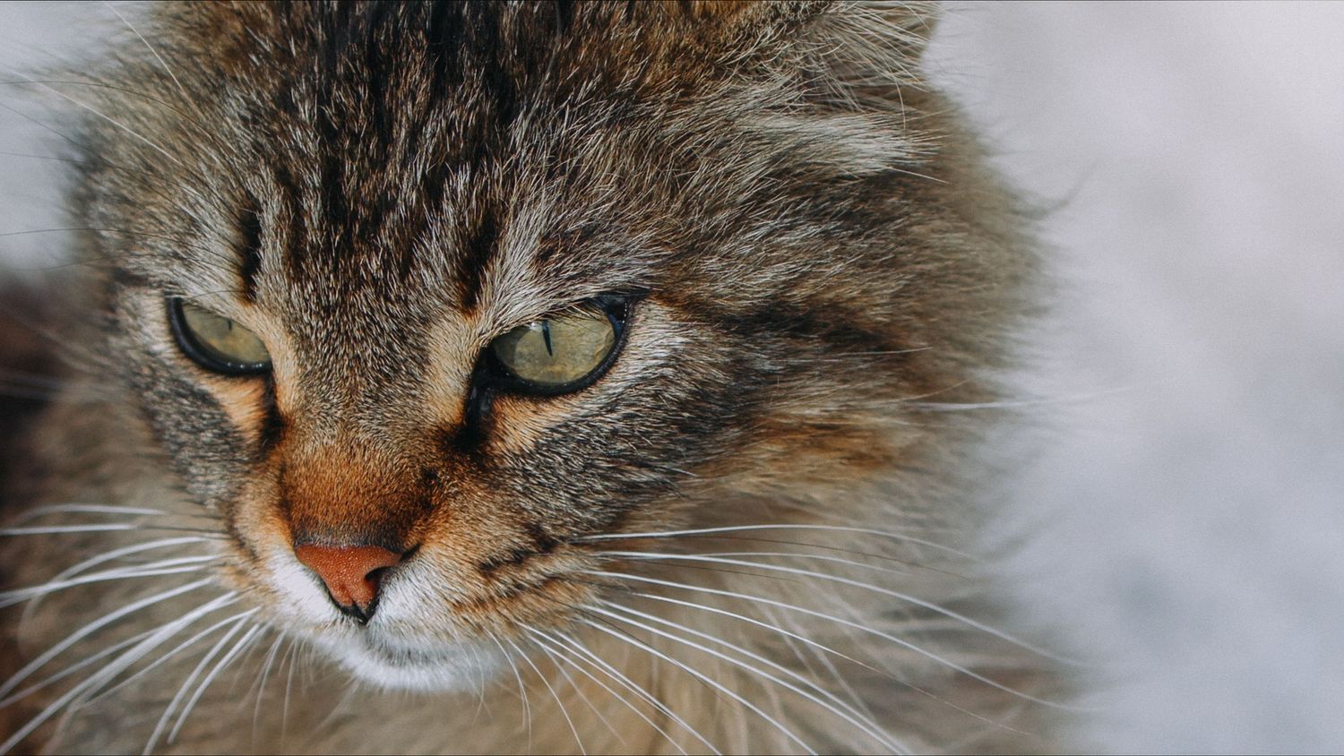 mammanl cat