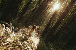 Sunlight streams through tall forest trees creating a magical golden glow in the misty woodland scene.